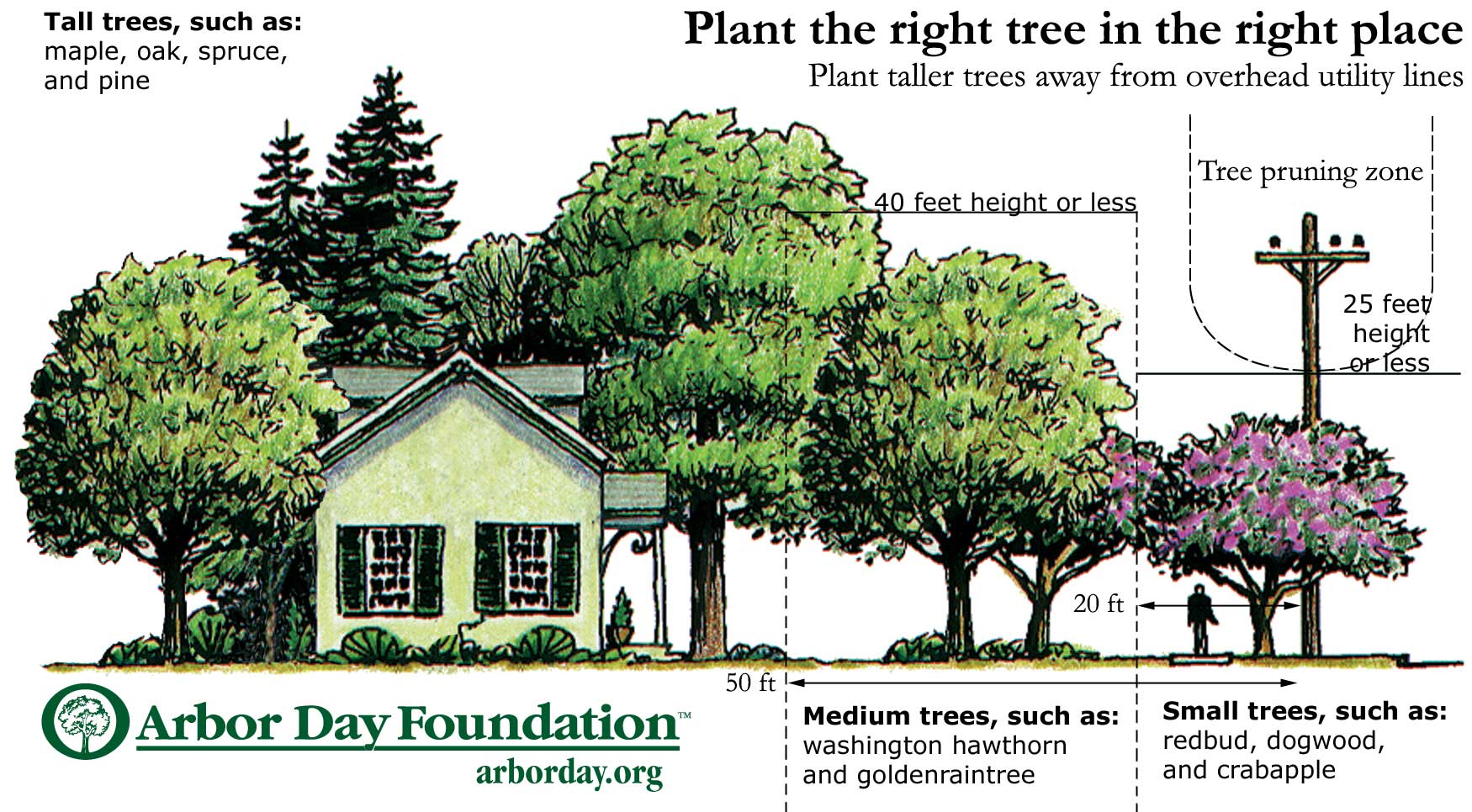 Right-of-Way tree replacement